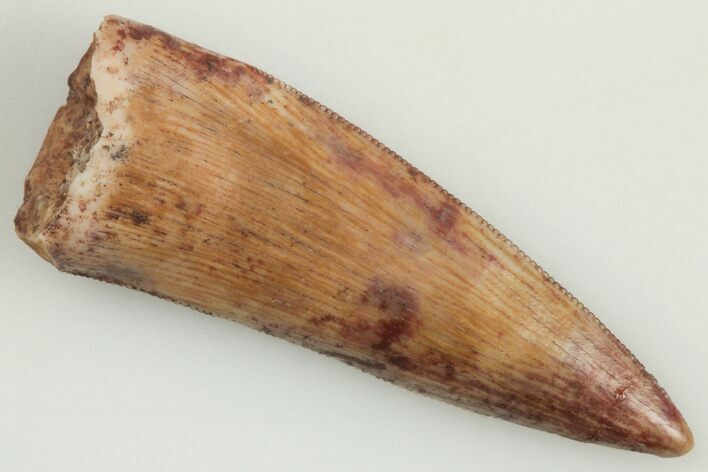 .82" Serrated, Triassic Reptile (Postosuchus?) Tooth - New Mexico